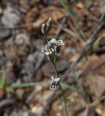Streptanthus barbiger