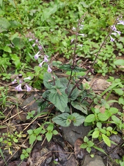 Scutellaria indica