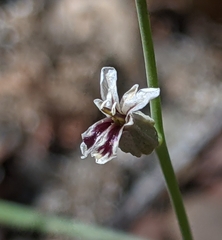 Streptanthus barbiger