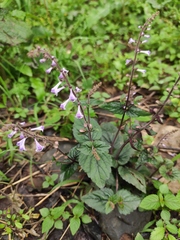 Scutellaria indica