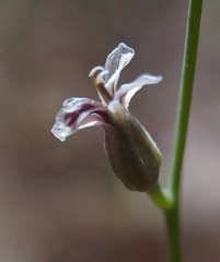 Streptanthus barbiger
