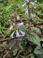 Scutellaria indica