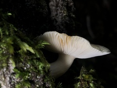 Russula iterika