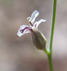 Streptanthus barbiger