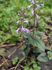 Scutellaria indica