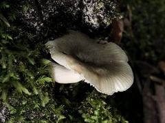 Russula iterika