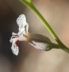 Streptanthus barbiger