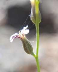 Streptanthus barbiger