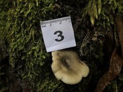 Russula iterika