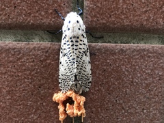 Zeuzera multistrigata