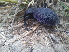 Carabus scabrosus