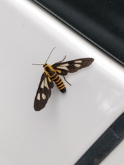 Eressa rhysoptila