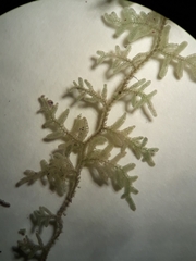 Trichocolea hatcheri