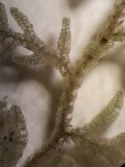 Trichocolea hatcheri