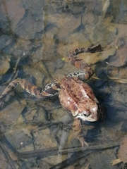 Rana temporaria