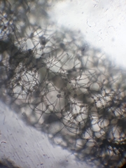 Trichocolea hatcheri