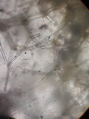 Trichocolea hatcheri