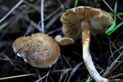 Inocybe sindonia