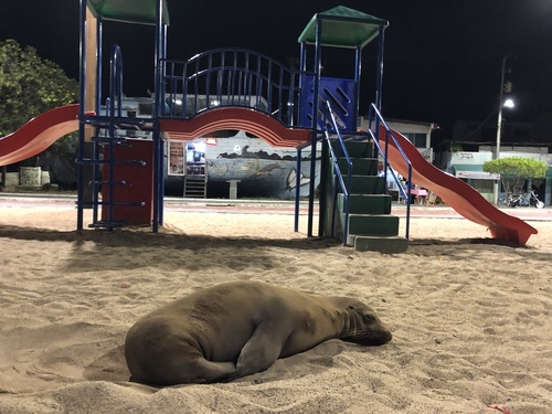 Photo of Galapagos Sea Lion (Zalophus wollebaeki)