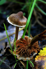 Cortinarius brunneus
