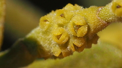 Phoradendron leucarpum tomentosum