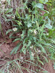 Astragalus polygala