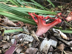 Clathrus archeri
