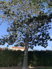 Platanus racemosa