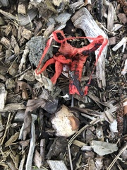 Clathrus archeri