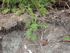 Tanacetum bipinnatum