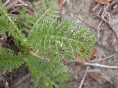 Tanacetum bipinnatum
