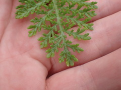 Tanacetum bipinnatum