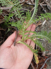 Tanacetum bipinnatum