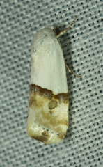 Acontia cretata