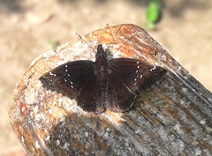 Pholisora