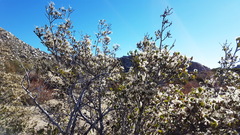 Cercocarpus betuloides betuloides