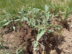 Psephellus ciscaucasicus