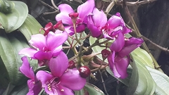 Meriania nobilis