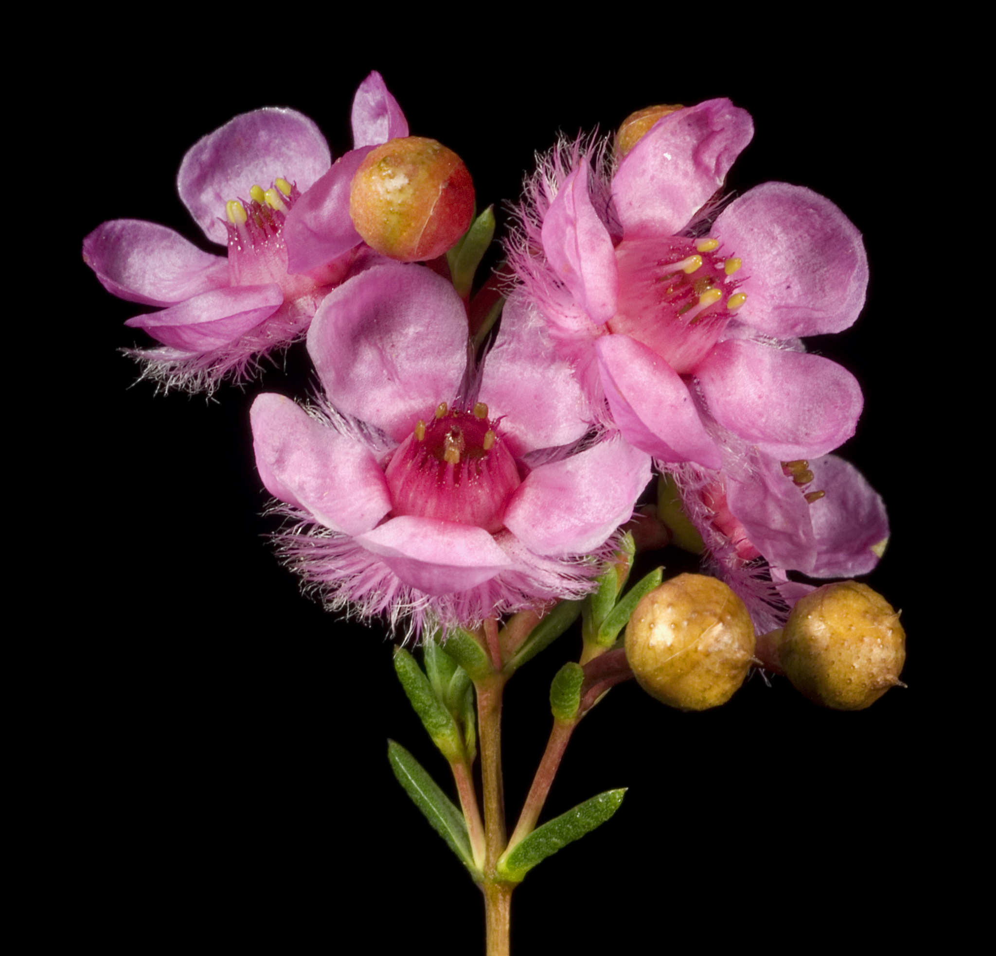 Verticordia
