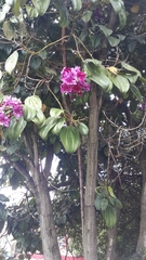 Meriania nobilis