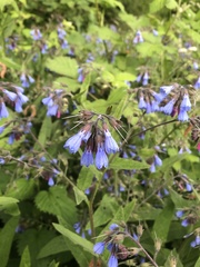 Symphytum caucasicum