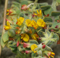 Acmispon heermannii heermannii