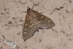 Mecyna mustelinalis