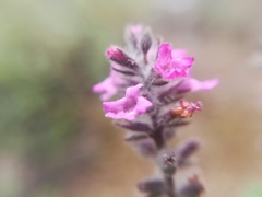 Aloysia macrostachya