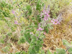 Aloysia macrostachya