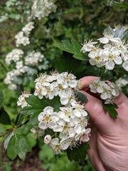 Crataegus monogyna
