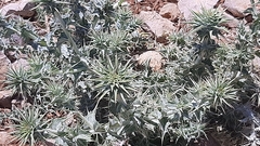Cousinia hermonis