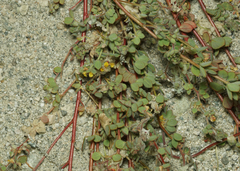 Acmispon heermannii heermannii