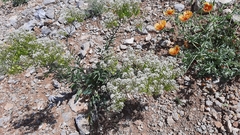 Peltaria angustifolia