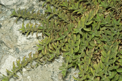 Sairocarpus multiflorus